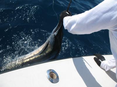 Sail just prior to release